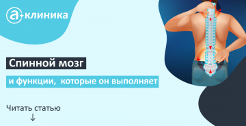 Спинной мозг и функции, которые он выполняет