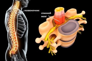 Как устроен спинной мозг какие функции он выполняет
